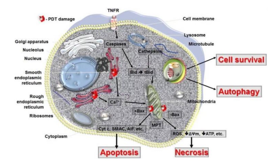 Photodynamic therapy mechanism illustration